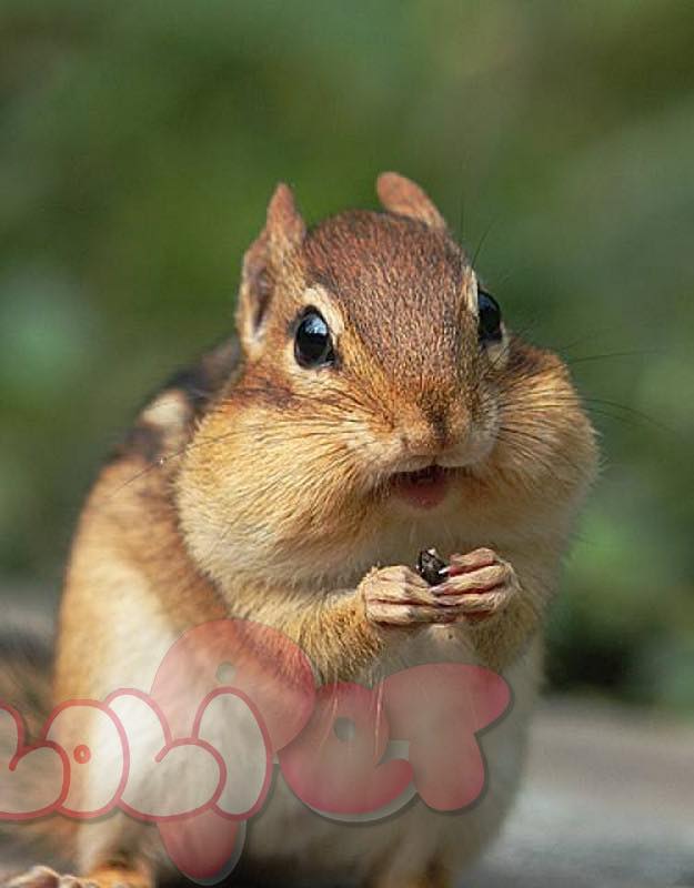 Nhà mặt đường Hoàng Minh Thảo, quận Lê Chân, 54m² giá 11.99 tỷ - Đầu tư sinh lời lý tưởng!