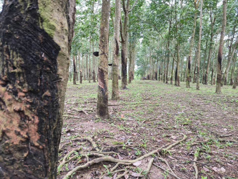 Đất nông nghiệp Hòa Thắng Buôn Ma Thuột 1,5ha giá 900 triệu - Pháp lý rõ ràng!