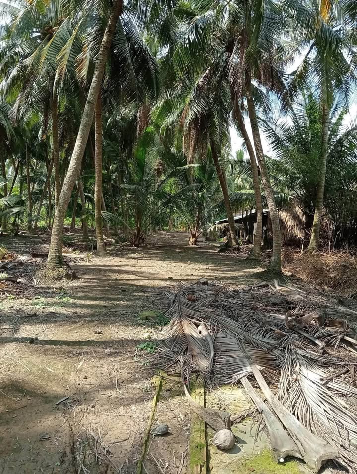 Đất nền An Thới Mỏ Cày Nam 2700m² giá 1.6 tỷ - Cơ hội đầu tư tuyệt vời!