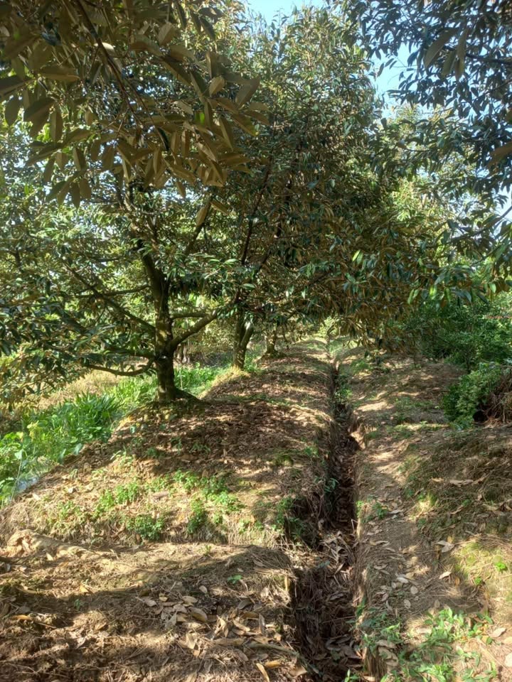 Đất nền Phú Phụng 800m² giá 800 triệu - Đầu tư sinh lời ngay!