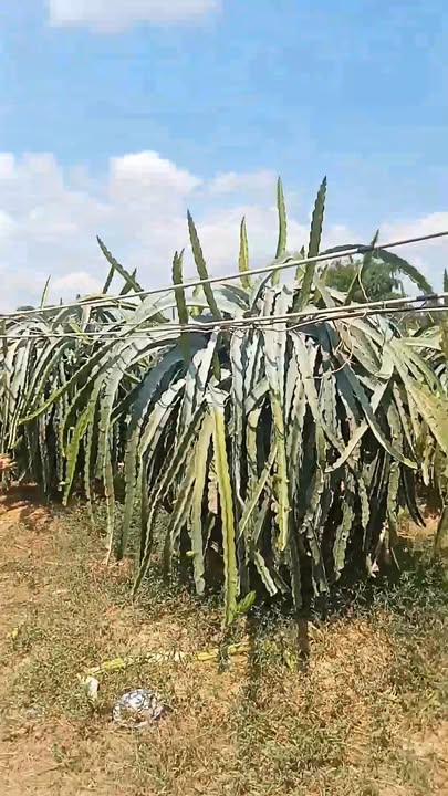 Đất nhà vườn thanh long 12.000m² tại Tân Nghĩa, Hàm Tân - Giá 2 tỷ có thương lượng!