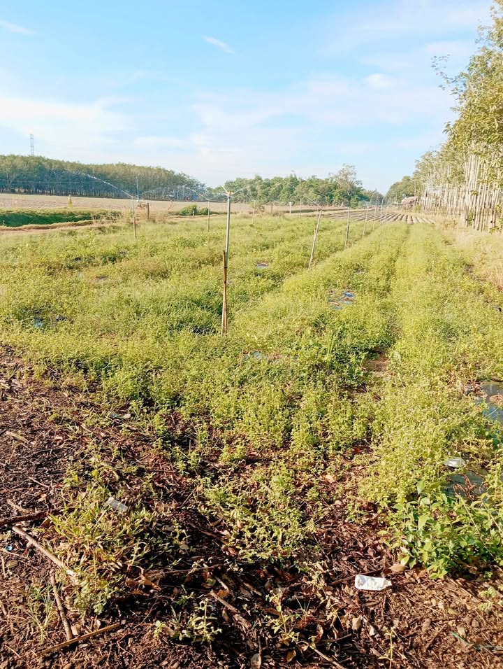 Đất Nền 2 Mặt Tiền Ninh Thạnh,Tây Ninh 1020m² chỉ 8.55 tỷ - Cơ hội đầu tư tuyệt vời!