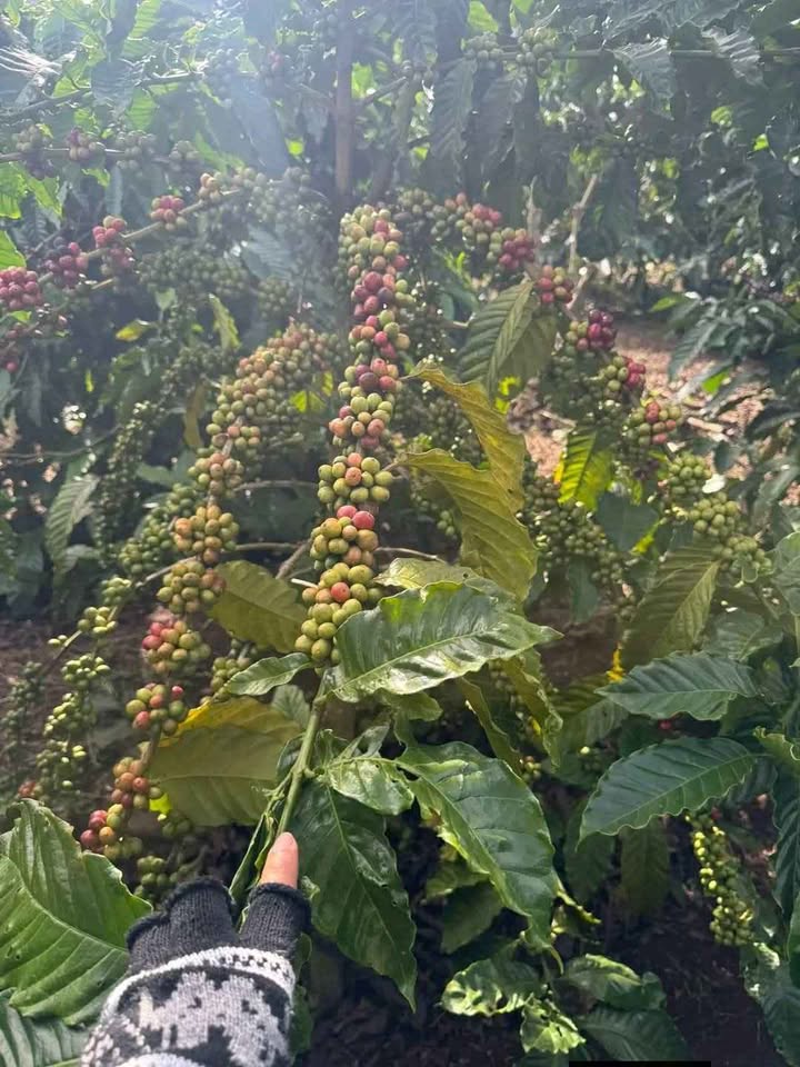 Đất nông nghiệp 3.8ha tại Ea H'Leo, Đắk Lắk giá 4.8 tỷ - Đầu tư sinh lời cao!