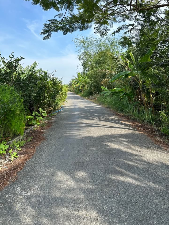 Đất lúa 4500m² mặt tiền đường nhựa tại xã Tân Bình Thạnh - Cơ hội đầu tư sinh lời!