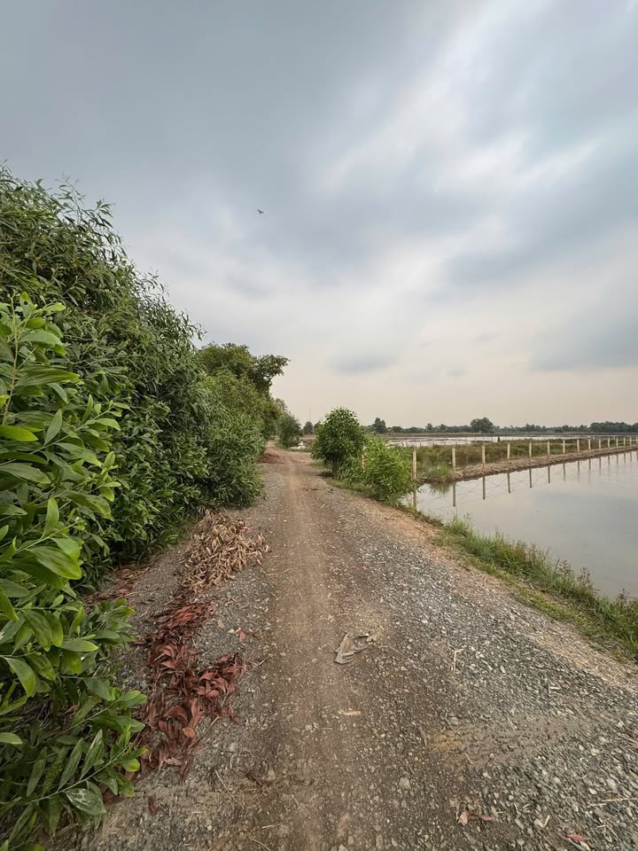 Đất làm nhà vườn 1171m² xã Tân Thạnh Đông giá 3.18 tỷ - Thương lượng ngay!