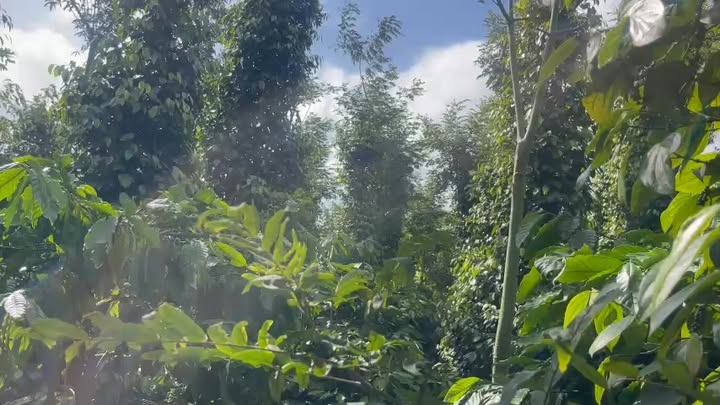 Đất nền thôn 11, xã Ea Ktur, 1980m² giá chỉ 2,9 tỷ - View suối tuyệt đẹp!