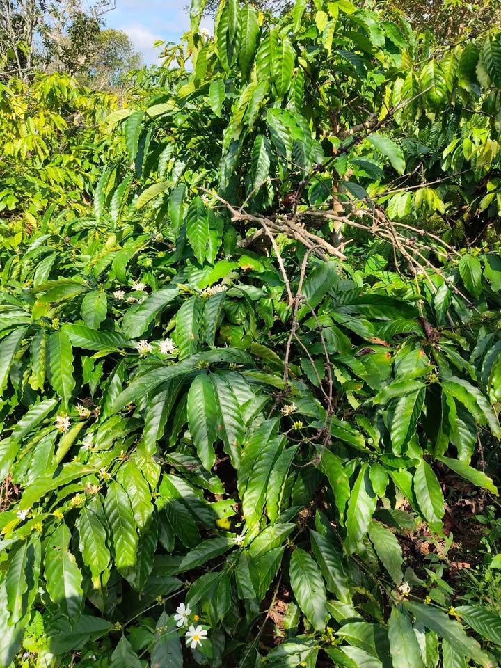 Đất pha Đất 7500m² tại Thôn 4, Ea Ral, Đắk Lắk - Giá chỉ 1.39 tỷ!