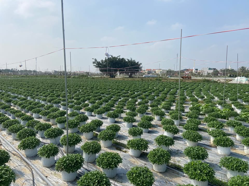 Đất mặt đường ngõ 171 Trần Hưng Đạo, TP Hoa Lư 94.5m² - Giá tốt, thiện chí chốt!