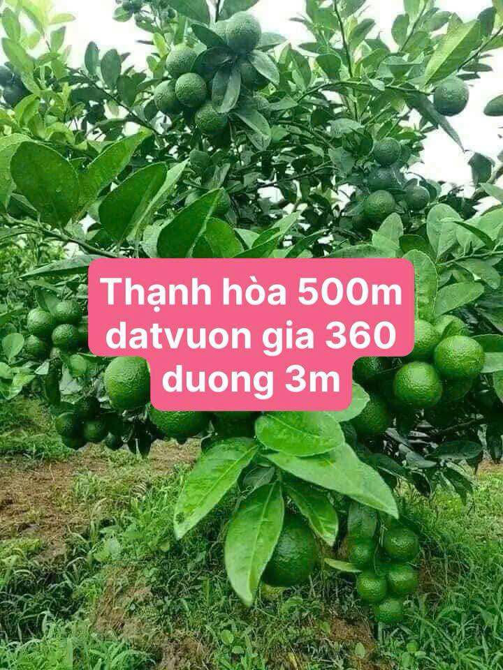 Đất vườn Thạnh Hòa Bến Lức 750m² giá chỉ 360 triệu - Đầu tư sinh lời ngay!