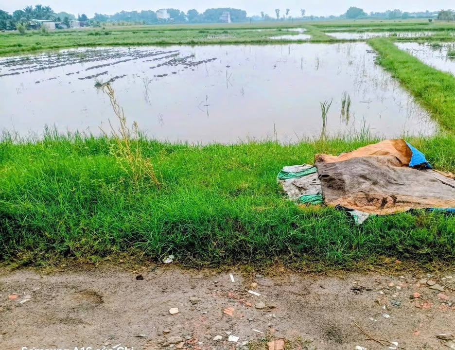 Đất thổ cư 185m² Tỉnh Lộ 9, Mỹ Hạnh - Giá chỉ 1.25 tỷ, thuận tiện thương lượng!