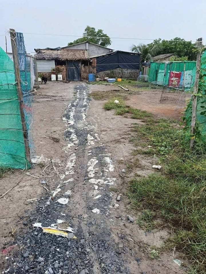 Đất nền Thạnh Trị, Bình Đại 3223m² giá chỉ 420 triệu - Sổ hồng chính chủ!