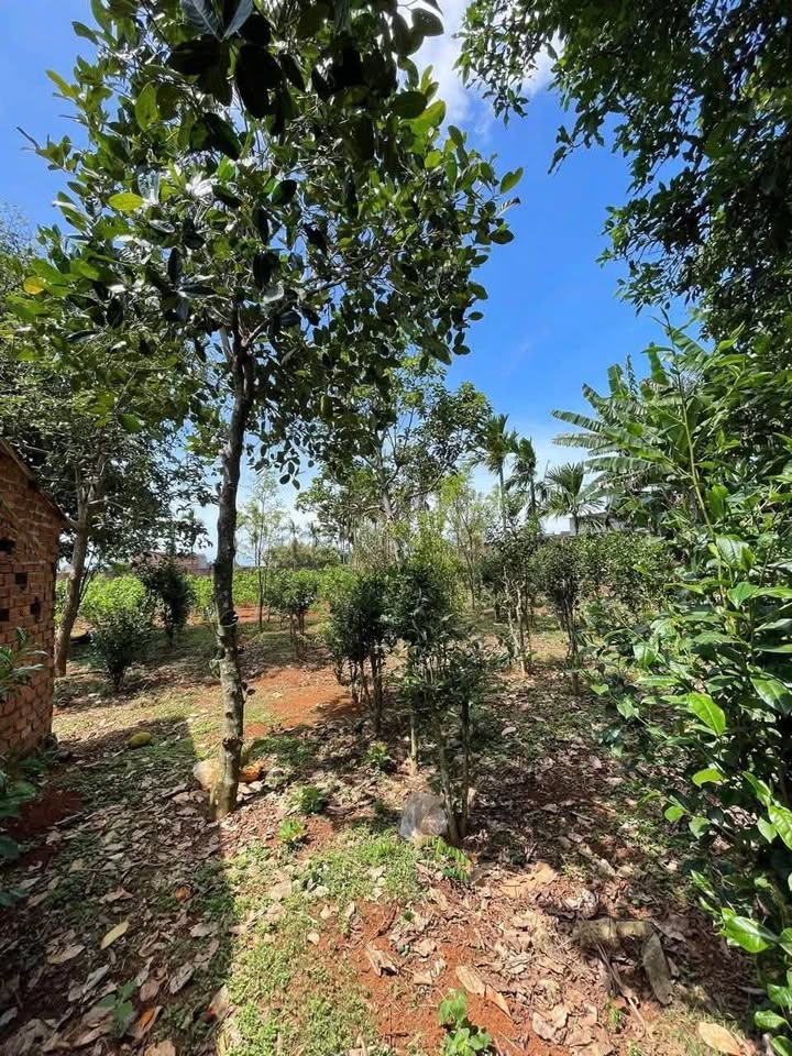 Nhà vườn trái cây Buôn Ea Pan 600m² giá 1 tỷ - Không thể bỏ lỡ!
