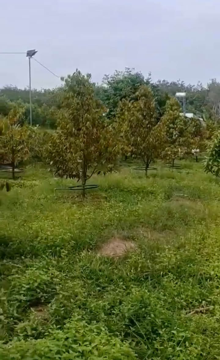 Đất vườn sầu riêng Minh Thạnh Dầu Tiếng 800m² - Đầu tư sinh lời cao!