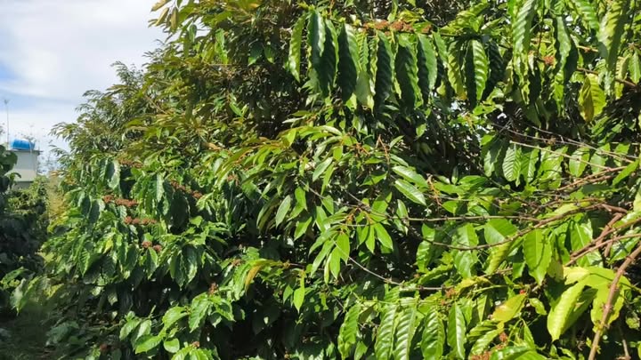 Farm Đắk Sin 2ha giá 3.999 tỷ - Đầu tư sinh lời hấp dẫn!