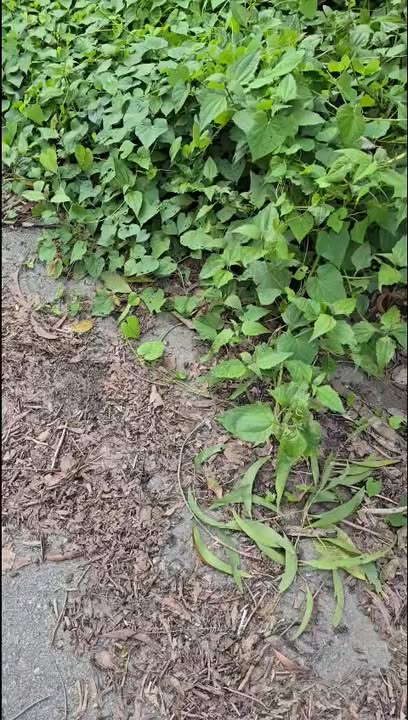 Đất nền Vĩnh Hòa, Phú Giáo 416m² giá 3.5 tỷ - Mặt tiền đường nhựa thuận lợi!