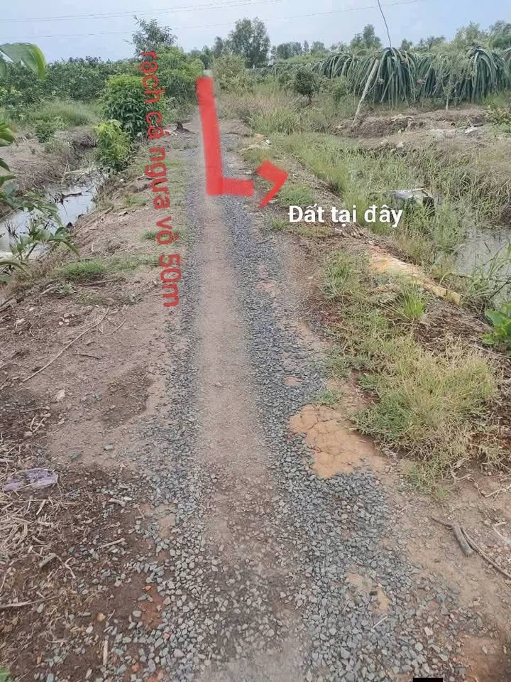 Đất vườn Bình Đức, Bến Lức 1875m² giá 1.05 tỷ - Đầu tư sinh lời ngay!