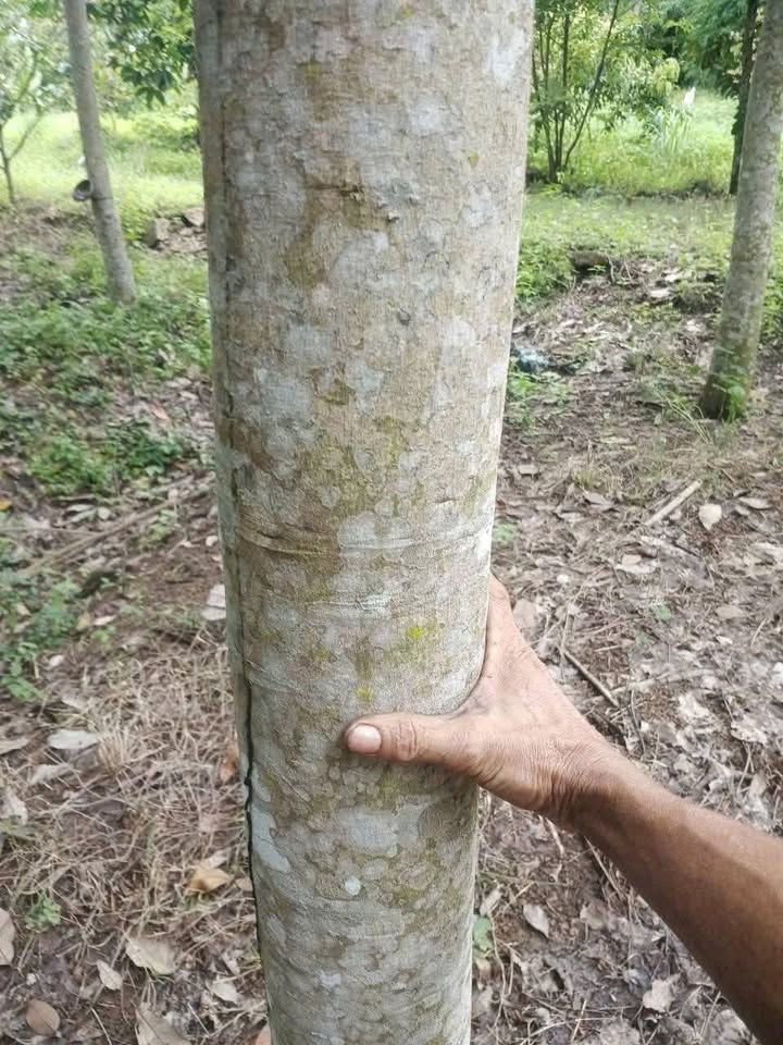 Farm 1ha Phường An Lộc Bình Long giá 1 tỷ - Đầu tư sinh lời với cây ăn trái