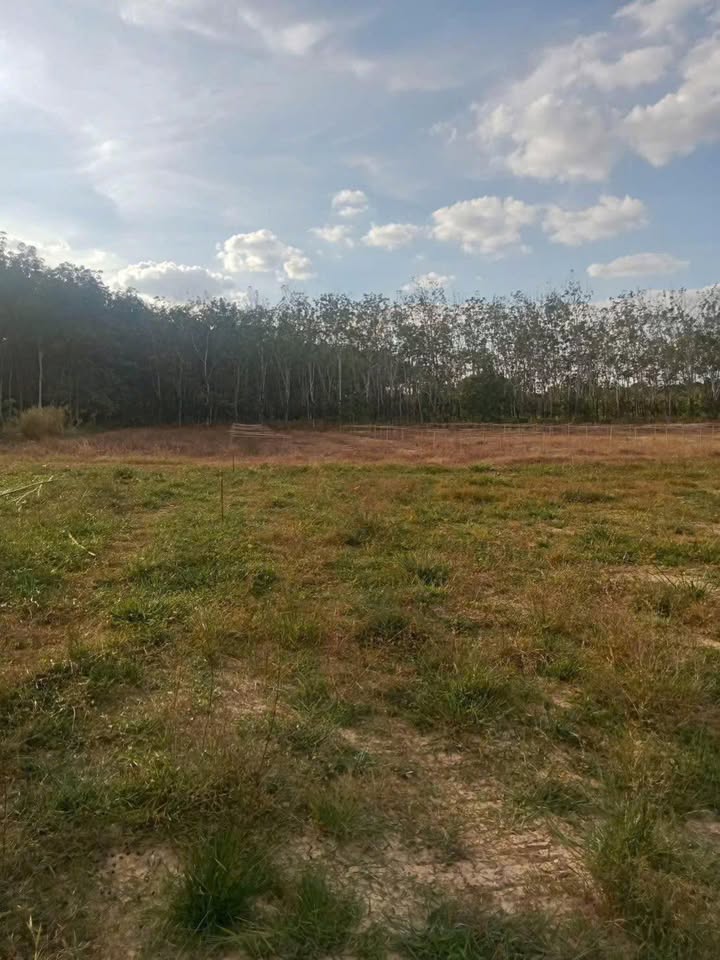 Đất nền Tân Khai Hớn Quản 1ha giá 1.5 tỷ - Cơ hội đầu tư tuyệt vời!