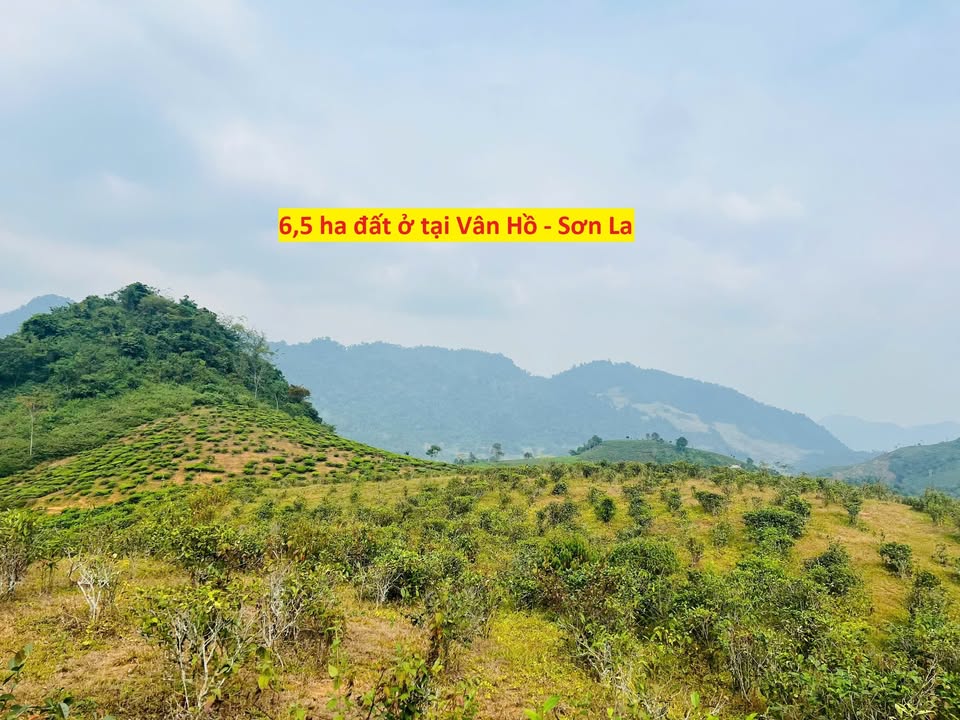 Đất nền Chiềng Khoa Vân Hồ 6,5 ha - Sổ hồng chính chủ, giá thỏa thuận!