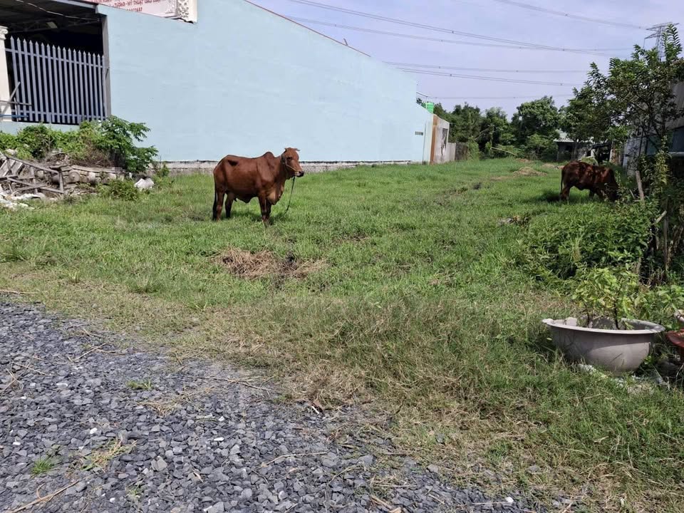 Đất nền Đức Hòa 464m² giá 2.7 tỷ - Vị trí đẹp, tiềm năng đầu tư!