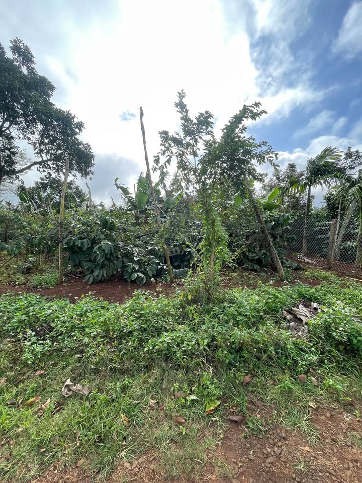 Đất nền Sơn Lộc 1, Cư Bao 160m² giá 380 triệu - Cơ hội đầu tư hấp dẫn!