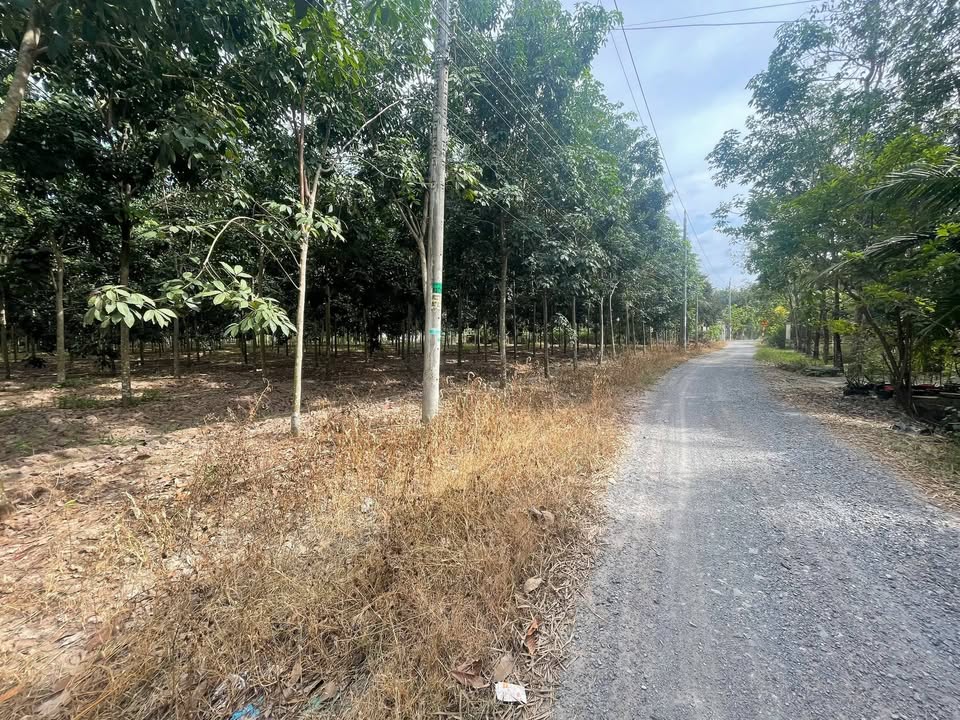 Đất thổ cư Thạnh Đức Gò Dầu 15000m² giá 18.425 tỷ - Đầu tư sinh lời cao!