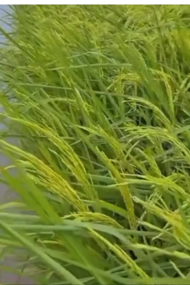 Đất ruộng 350.000m² mặt tiền sông lớn tại Vĩnh Phú, chỉ 110 triệu - Cơ hội đầu tư lý tưởng!