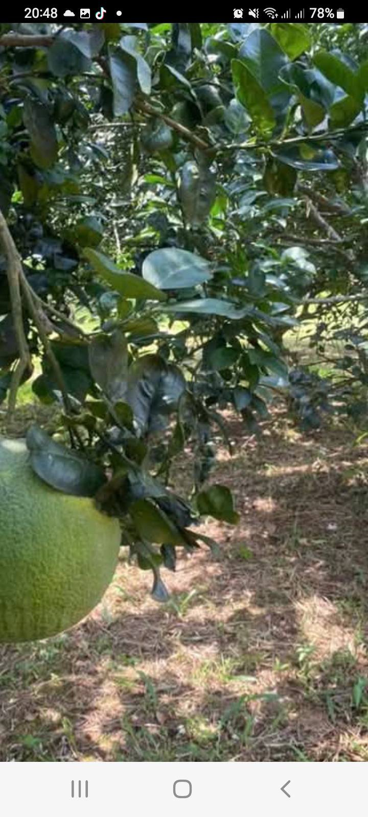 Đất Vĩnh An 4, Trị An, Vĩnh Cửu 481m² giá 650 triệu - Sổ đỏ chính chủ