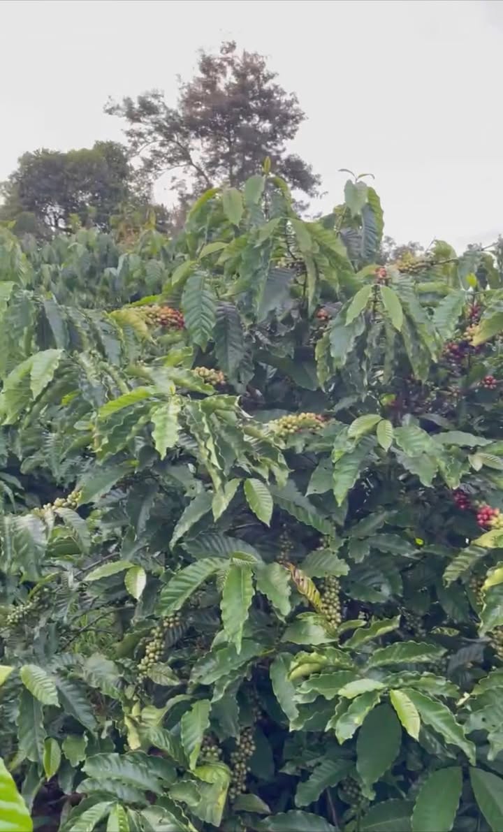 Lô rẫy cafe 5.000m² tại xã Ea Blang, Buôn Hồ - Đầu tư sinh lời hấp dẫn!