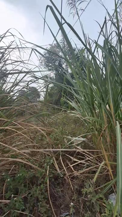 Đất nền Hoằng Ngọc Hoằng Hóa 105m² giá thỏa thuận - Đầu tư sinh lời ngay!