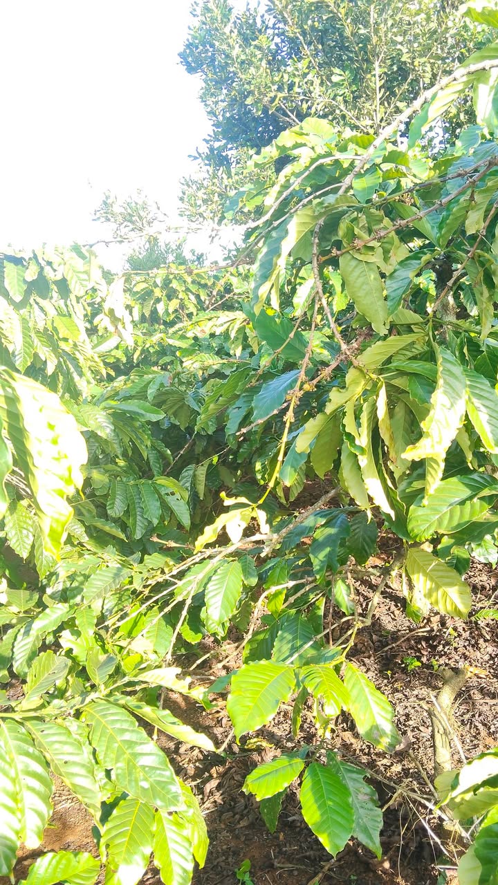 Đất nền Tân Hà Lâm Hà 16.200m² giá 1.62 tỷ - Đầu tư lý tưởng!