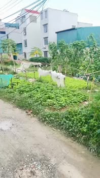 Đất dịch vụ Yên Vĩnh, Hoài Đức 129m² giá 16.589 tỷ - Đầu tư sinh lời bền vững!