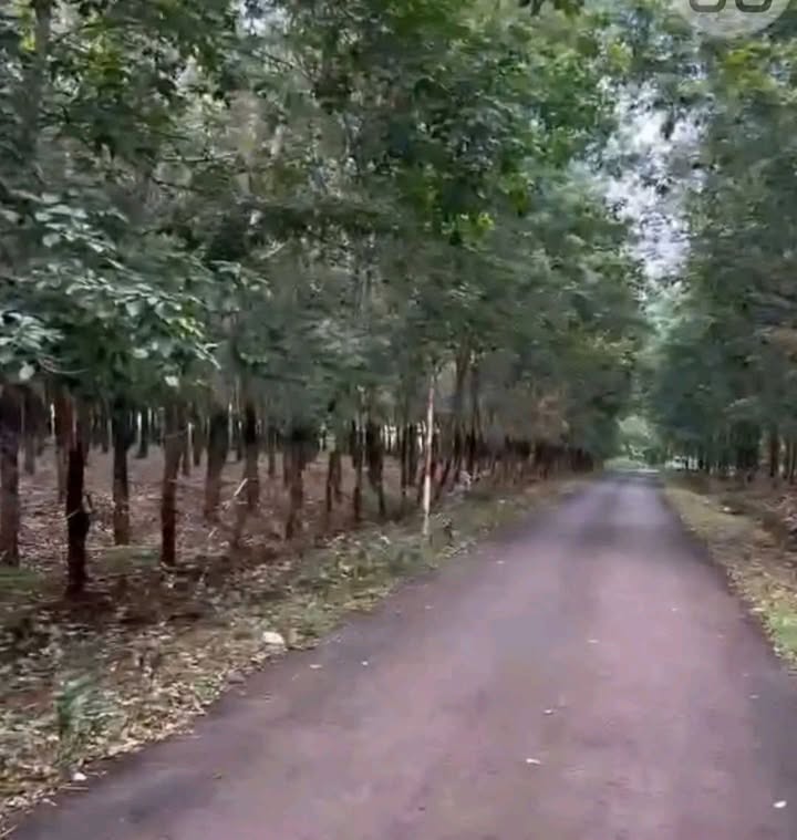 Đất Farm 14ha tại Lộc Hòa, Lộc Ninh - Đầu tư sầu riêng sinh lời cao!