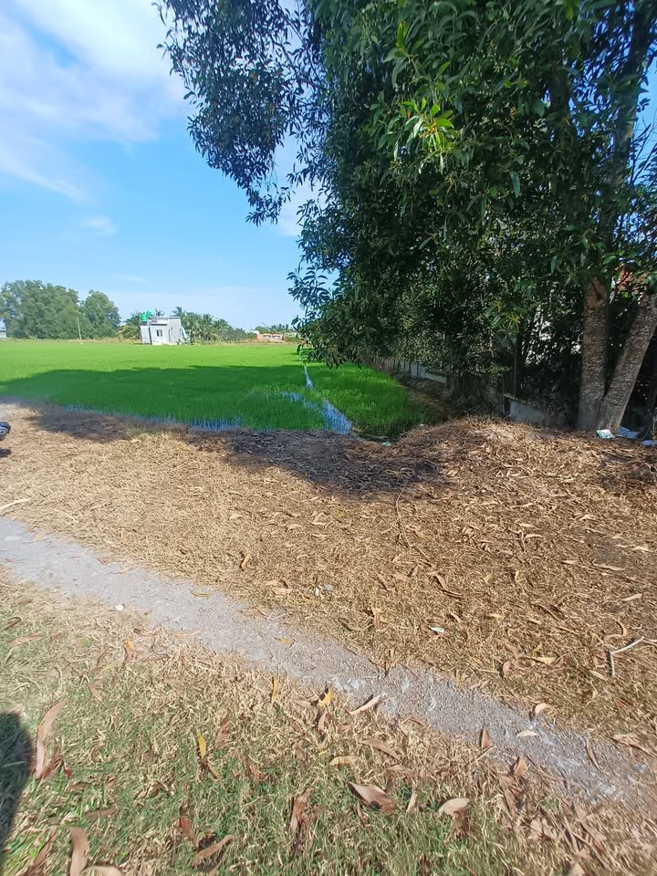 Đất nền Hòa Khánh Đông, Đức Hòa 2592m² giá 2.7 tỷ - Cơ hội đầu tư lý tưởng!