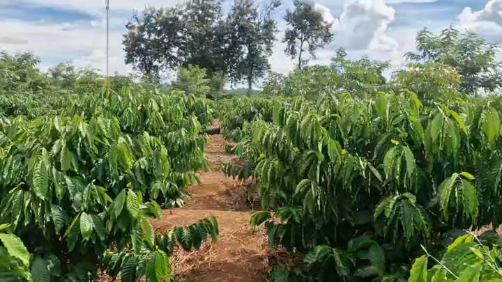 Đất sào Hòa Khánh, Buôn Ma Thuột 2700m² giá 550 triệu - Cơ hội đầu tư hấp dẫn!