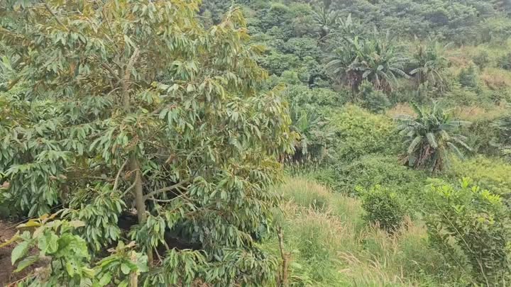 Đất nền Cư Né Krông Búk 30.000m² giá 6.24 tỷ - Cơ hội đầu tư tuyệt vời!