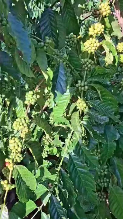 Đất Farm 7000m² tại xã Ea M'Droh, Đắk Lắk - Giá 4.579 tỷ, Sổ đỏ chính chủ!