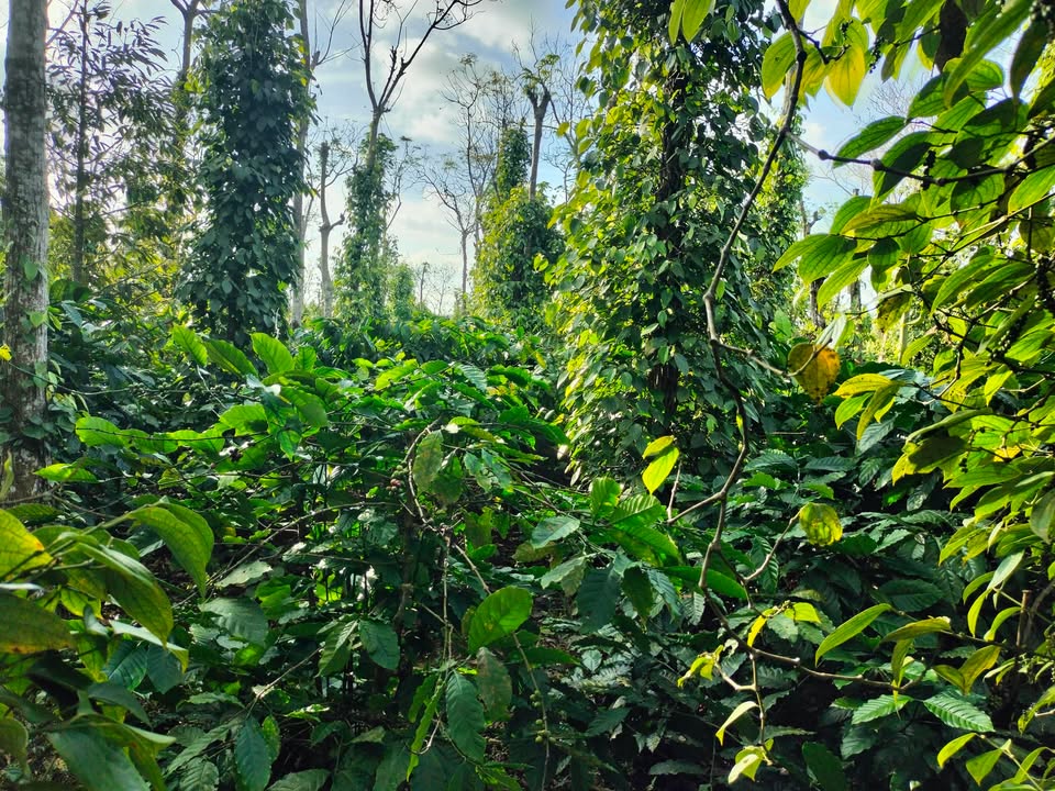 Lô đất Farm 2,7ha tại Ea Tul, Cư M'gar giá chỉ 960 triệu - Đất đỏ Bazan màu mỡ!