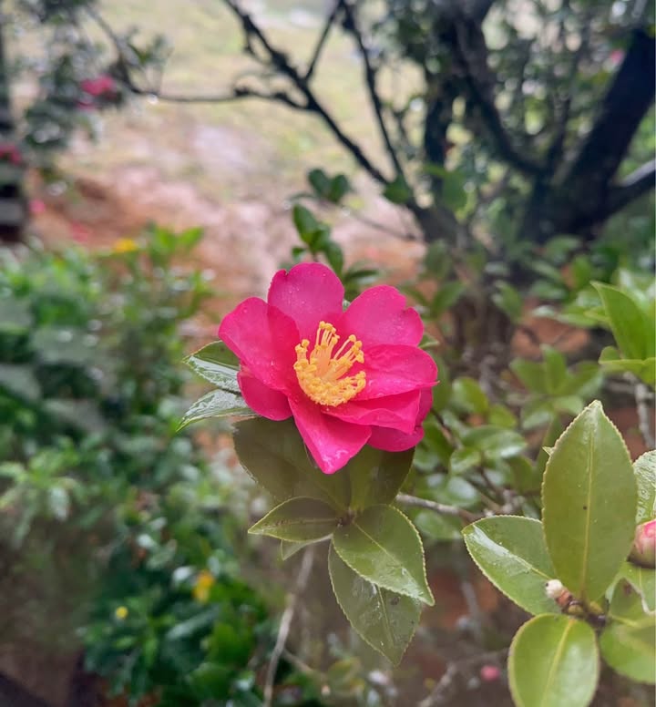 Nhà riêng Lê Chân 30m² giá 700 triệu - Đang cho thuê 3 triệu/tháng!