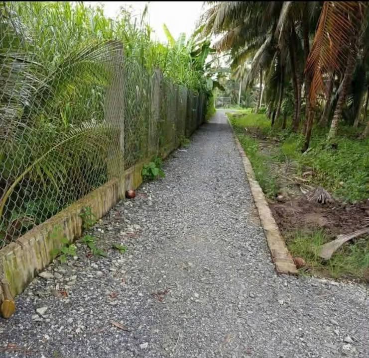 Đất vườn dừa 14,000m² Tân Thanh, Giồng Trôm - Giá chỉ 780 triệu!