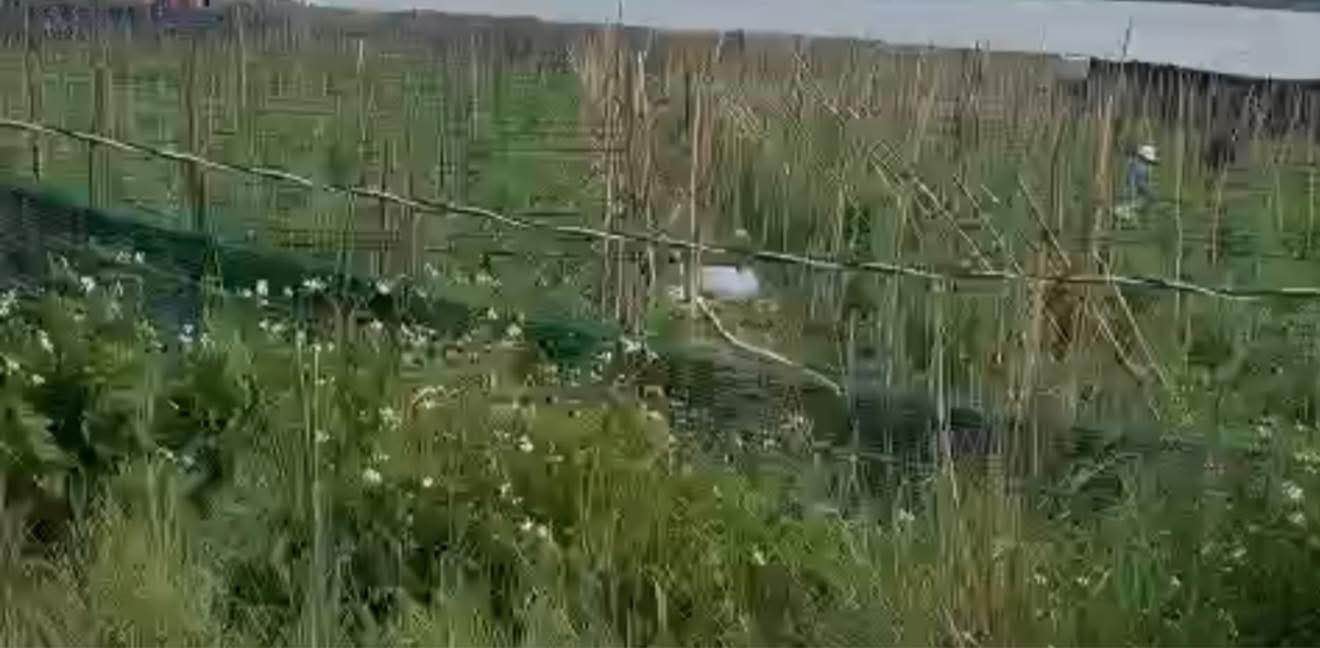 Đất sào Lạc Xuân, Lâm Đồng 14,4ha giá 8.64 tỷ - Đầu tư sinh lời ngay!