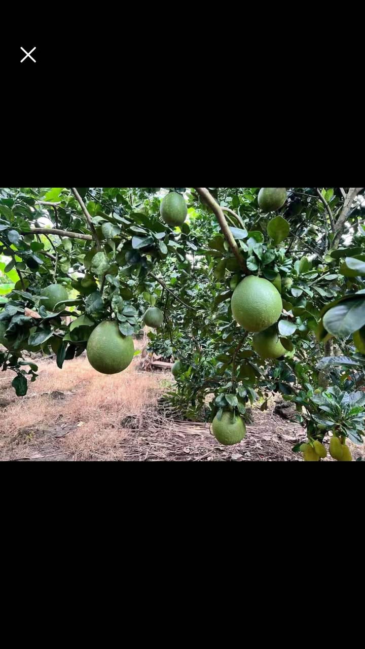 Đất 9 sào 3 tại Phú Vinh, Định Quán chỉ 2,1 tỷ - Đầu tư sinh lời ngay!