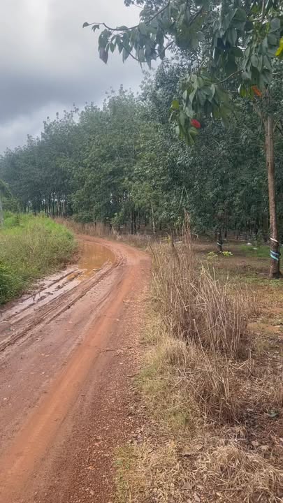 Đất nền Đồng Tiến 3,9ha giá 11 tỷ - Đầu tư sinh lời ngay!