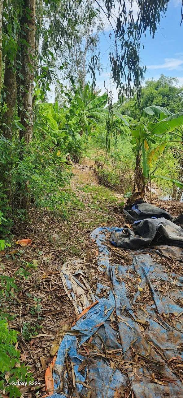 Đất lúa phường Mỹ Thới, Long Xuyên 13.000m² giá 2.6 tỷ - Cơ hội đầu tư sinh lời lớn!