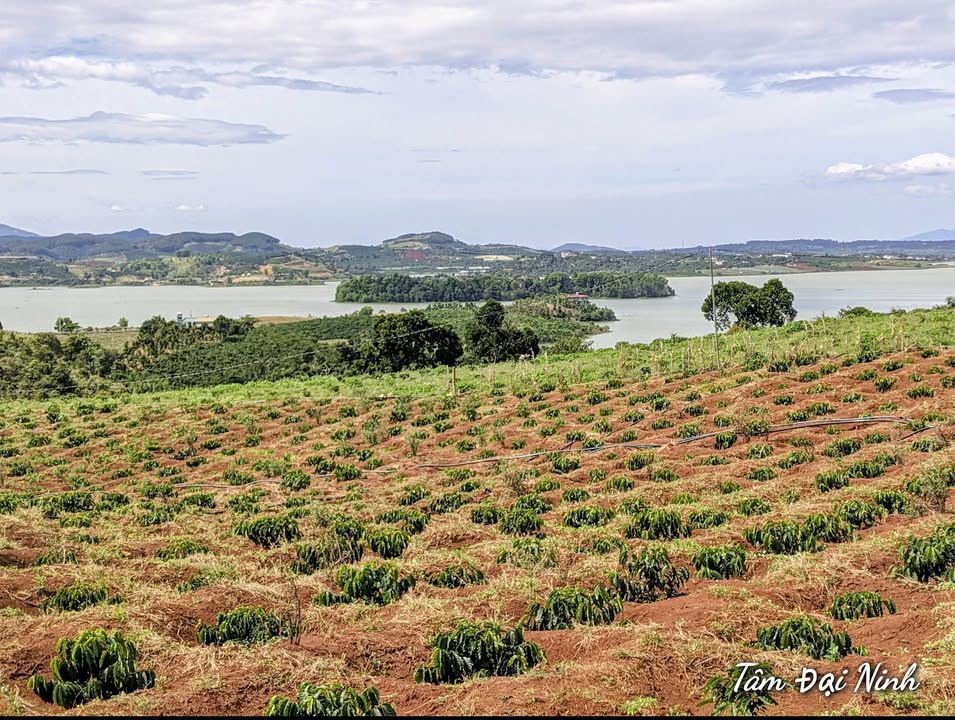 Đất nền thổ cư Tà Hine, Lâm Đồng 100m² giá chỉ 499 triệu - Cơ hội đầu tư hấp dẫn!