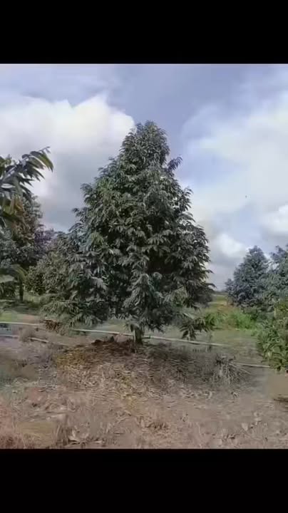 Đất farm 13000m² tại Mỹ Chánh B, Cái Bè giá chỉ 6.88 tỷ - Cơ hội đầu tư tốt!