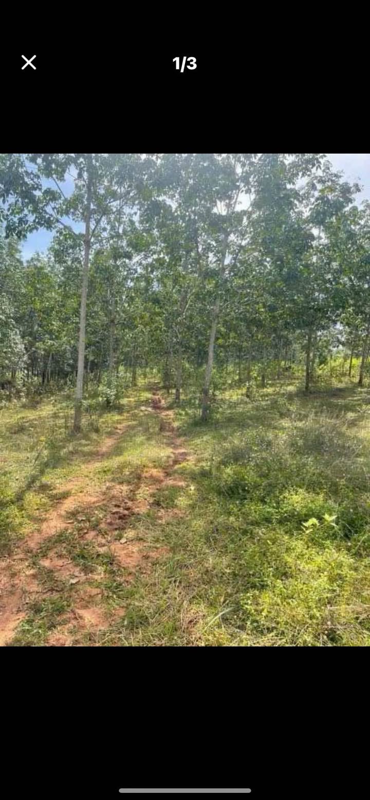 Đất nông nghiệp Hoà Bình, Kon Tum 2916m² giá 700 triệu - Sổ hồng đầy đủ!