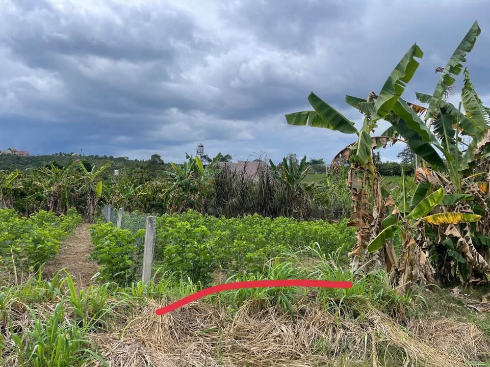 Đất nền thổ cư B'Lao Bảo Lộc 520m² giá 870 triệu - Đầu tư sinh lời ngay!