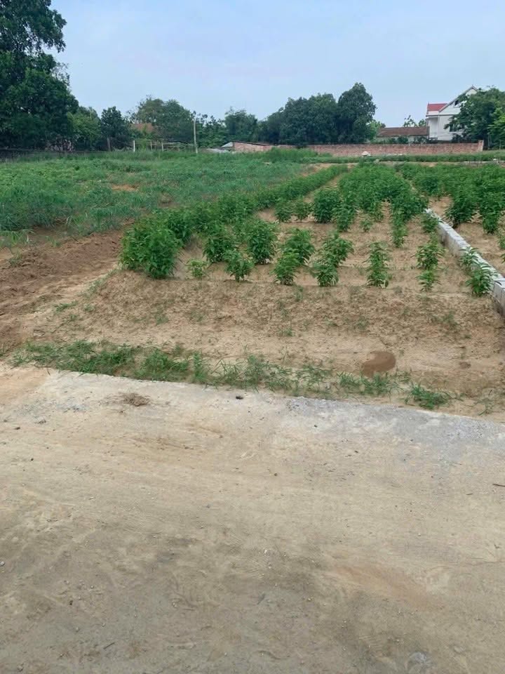 Đất nền Mai Trung, Hiệp Hoà, Bắc Giang 152m² - Không gian thoáng đãng, giá chỉ 7xx triệu!