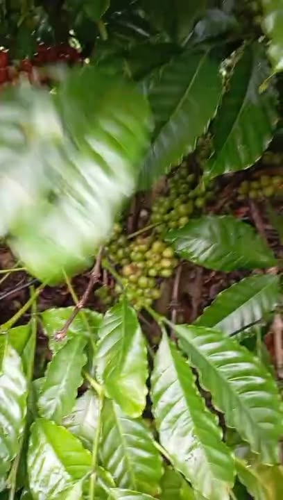 Đất nông nghiệp Ea Ral, Ea H'leo, Đắk Lắk 30.000m² chỉ 4.32 tỷ - Pháp lý rõ ràng!